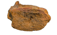 Spinosaurus Tail Vertebra