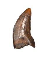 Nanotyrannus Tooth