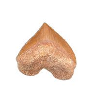Squalicorax (Shark Tooth)