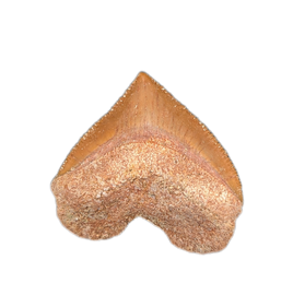Squalicorax (Shark Tooth)