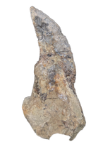 Theropod Dinosaur Tooth, El Mers Formation