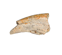 Partial Dromaeosaurid (Troodon?) Hand Claw