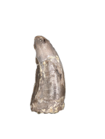 Torvosaur Tooth, El Mers Formation