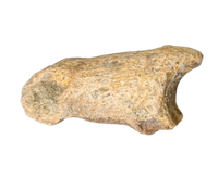 Pachycephalosaurus/Thescelosaurus Toe Bone, Hell Creek