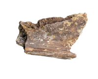 Pterosaur Azhdarchidae (Infernodrakon?, Quetzacoatlus?) Partial Vertebra