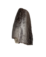 Apatosaurus/Brontosaurus Tooth