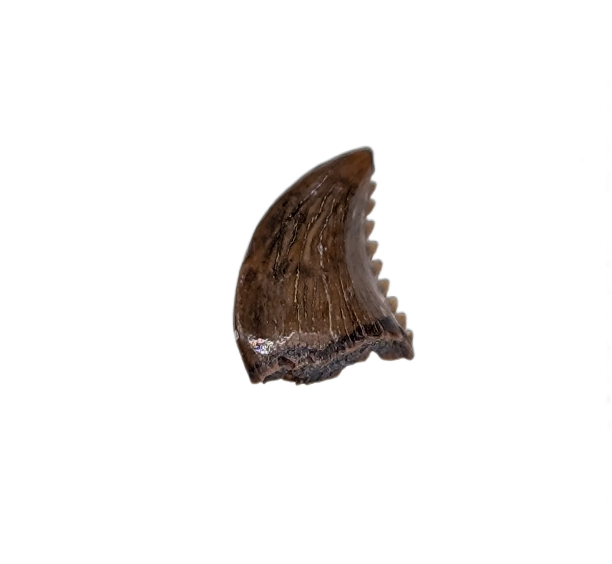 Pectinodon Tooth, Hell Creek Formation| The Daily Rex