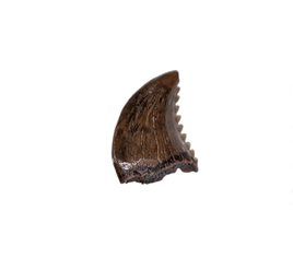 Pectinodon Tooth, Hell Creek Formation