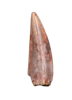Triassic Dinosaur (Gojirasaurus?) Tooth