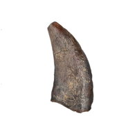 Acheroraptor Tooth from the Hell Creek Formation