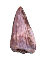 Revueltosaurus Tooth, Chinle Formation