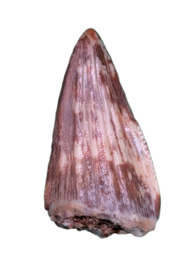 Revueltosaurus Tooth, Chinle Formation