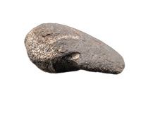 Hypacrosaurus Claw (Ungal) Two Medicine Formation