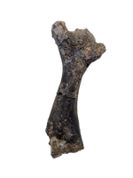 Turtle Humerus, Lance Formation