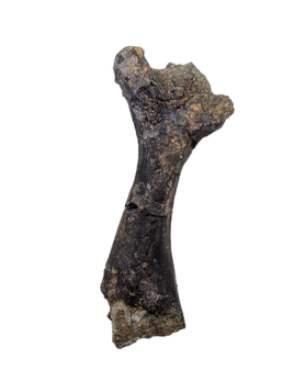 Turtle Humerus, Lance Formation