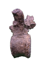 Camptosaurus Vertebra, Morrison Formation