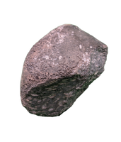 Maiasaura Calcaneus (ankle bone), Two Medicine Formation