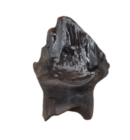 Huge Denversaurus Tooth from the Hell Creek Formation