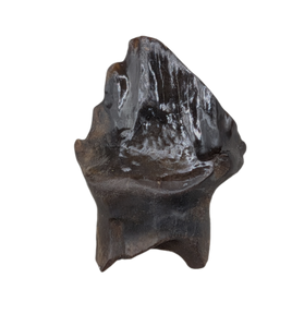 Huge Denversaurus Tooth from the Hell Creek Formation
