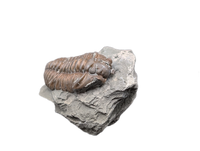 Flexicalymene Trilobite, Ohio
