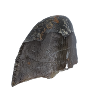 Allosaurus Tooth Tip, Morrison Formation