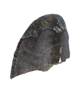 Allosaurus Tooth Tip, Morrison Formation