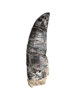 Large Torvosaur Tooth, El Mers Formation