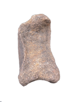 Edmontosaurus Neck Vertebrae