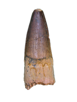 Spinosaurus Tooth