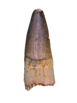 Spinosaurus Tooth