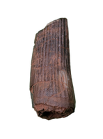 Ichthyovenator Tooth (Rare Spinosaurid), Early Cretaceous