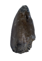 Allosaurus Pre Max Tooth,  Morrison Formation