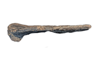 Large Spicomellus (Ankylosaur) Spike, El Mers Formation