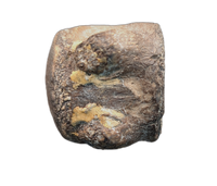 Mosasaur Vertebra, Cretaceous of Texas