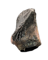 Large Unworn Triceratops Tooth