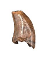Dromaeosaur (Raptor) Tooth from the Hell Creek Formation
