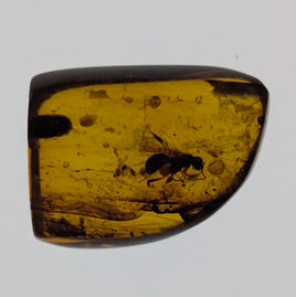 Amber with insects from Burma. Middle Cretaceous, 99 Million Years Old
