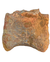 Spinosaurus Tail Vertebra