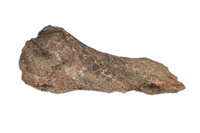 Triceratops Metatarsal