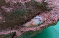 Largest and Exceptional Postosuchus (Rauisuchid) Tooth, Bull Canyon Formation