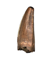 Tyrannosaurus Rex Tooth