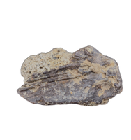 Amphibian(Salamander?)Jaw Section with Teeth, Judith River Formation