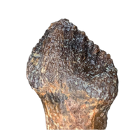 Pachycephalosaurus Rooted Tooth