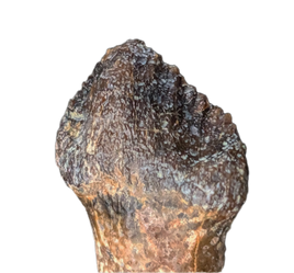 Pachycephalosaurus Rooted Tooth