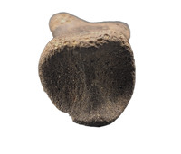 Dakotaraptor/Acheroraptor Toe