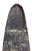 Diplocodid Tooth from the Mid Jurassic, Madagascar