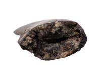 Juvenile Tyrannosaurus Rex Tooth