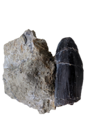 Brachiosaurid Tooth, El Mers Formation