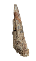 Large Tyrannosaur Tooth, Judith River Formation