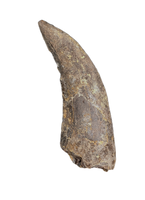 Megalosaurid Tooth from the Mid Jurassic, Madagascar